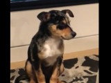 Un chiot peine à lutter contre le sommeil