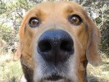 Un chien regarde tout autour de lui avec un air interrogateur