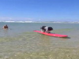 Un chien Nizinny s'initie au surf