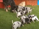 Chiots Petit Bleu de Gascogne au moment du repas
