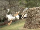 Des American Dingos sautent depuis un mur de cinq mètres