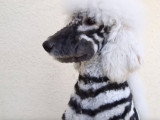 Magie du toilettage : des chiens transformés en animaux sauvages