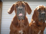 Compilation de moments de vie de deux Mastiffs Coréen