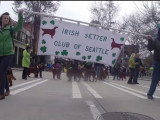 Des Setters Irlandais défilent pour la Saint Patrick