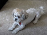 Un Shih-Poo réalise 22 tours différents à la suite