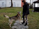 Un Tamaskan Husky très obéissant