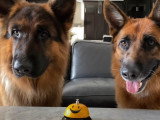Deux Bergers Allemands à Poil Long apprennent à utiliser une sonnette