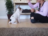 Un Rat Terrier réalise toutes sortes de tours