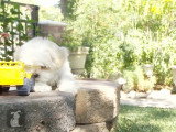 Un Shichon coincé derrière un mur