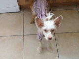 Un Chien Chinois à Crête très obéissant