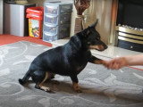 Un Lancashire Heeler réalise des tours
