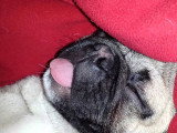 Un chien Frug s'endort en tirant la langue
