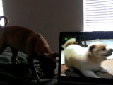 Un chien Chug réagit à une vidéo de chiens