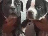 Des chiots American Pit Corso à la démarche encore hésitante