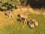 Des chiots de race Pugapoo découvrent le monde qui les entoure
