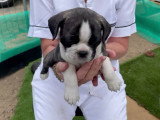 Un chiot Bugg dans les bras d'une soigneuse