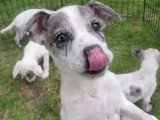 Une portée de chiots Catahoula Heeler dans le jardin