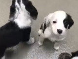 D'adorables chiots Sprollie
