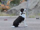 L'apprentissage de tours de cette chienne Sprollie est impressionnant