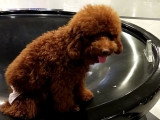 Ce chien Foodle est mignon et très sage