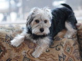 Un King Charles Yorkie grimpe sur le canapé