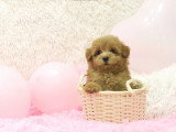 Un Pomapoo pose comme un mannequin