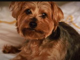 Un adorable Norkie au regard craquant