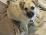 Un Pugapoo joue sur une couette