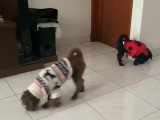 Des pugapoo en tenue d'hiver