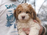 Des adorables petits Saint Berdoodle