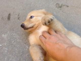 Un petit Golden Shepherd reçoit des caresses