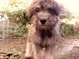 Les activités quotidiennes de Murphy le Schnoodle