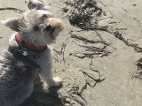 Harry le Snorkie découvre une nouvelle plage