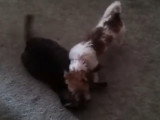 Un Ratshi Terrier joue avec un chat