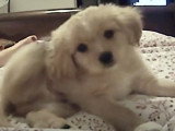 Un Cavapom se gratte derrière l'oreille