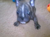 Des chiots Free-Lance Bulldog
