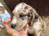 Un Italian Daniff reçoit des caresses dans son garage