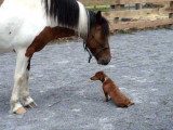 Un chien Teckel s'amuse avec un poney