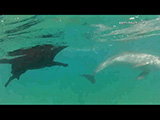 Un chien Labrador nage avec des dauphins