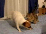 Un chien Jack Russel et un chat jouent à se bagarrer