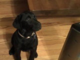 Un chiot Labrador ouvre son cadeau de Noël