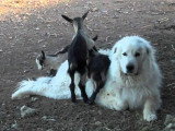 Un chien Berger des Pyrénées assailli par des chevreaux