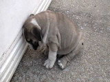 Un chiot Bulldog Anglais tombe de sommeil