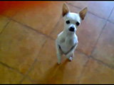 Un chien Chihuahua danse au rythme de la musique
