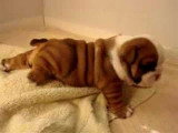 Un bébé Bulldog Anglais fait ses premiers pas