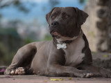 Un beau chien gris et blanc allongé devant chez lui