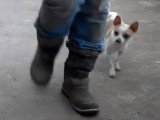Les ordres de base pour guider un chien aveugle