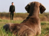 Apprendre le rappel à son chien : méthode et astuces