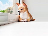 Un Chihuahua regarde par la fenêtre avec un air triste