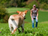 Une femme appelle son chien dans le jardin